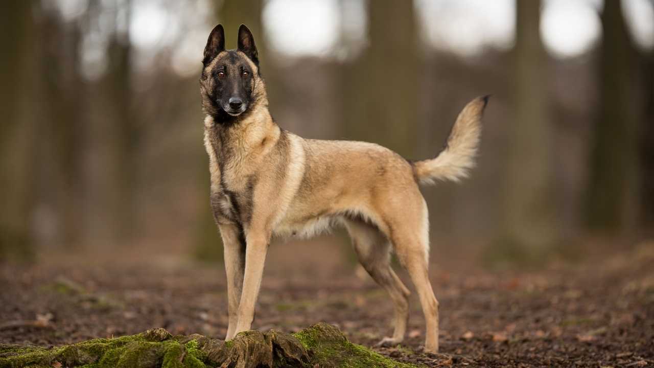 Belgian Malinois