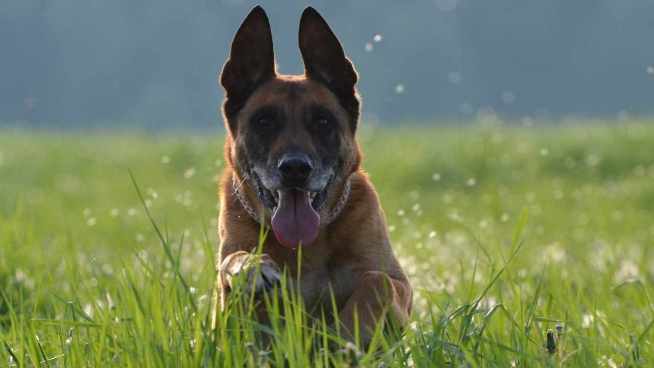 Belgian Malinois