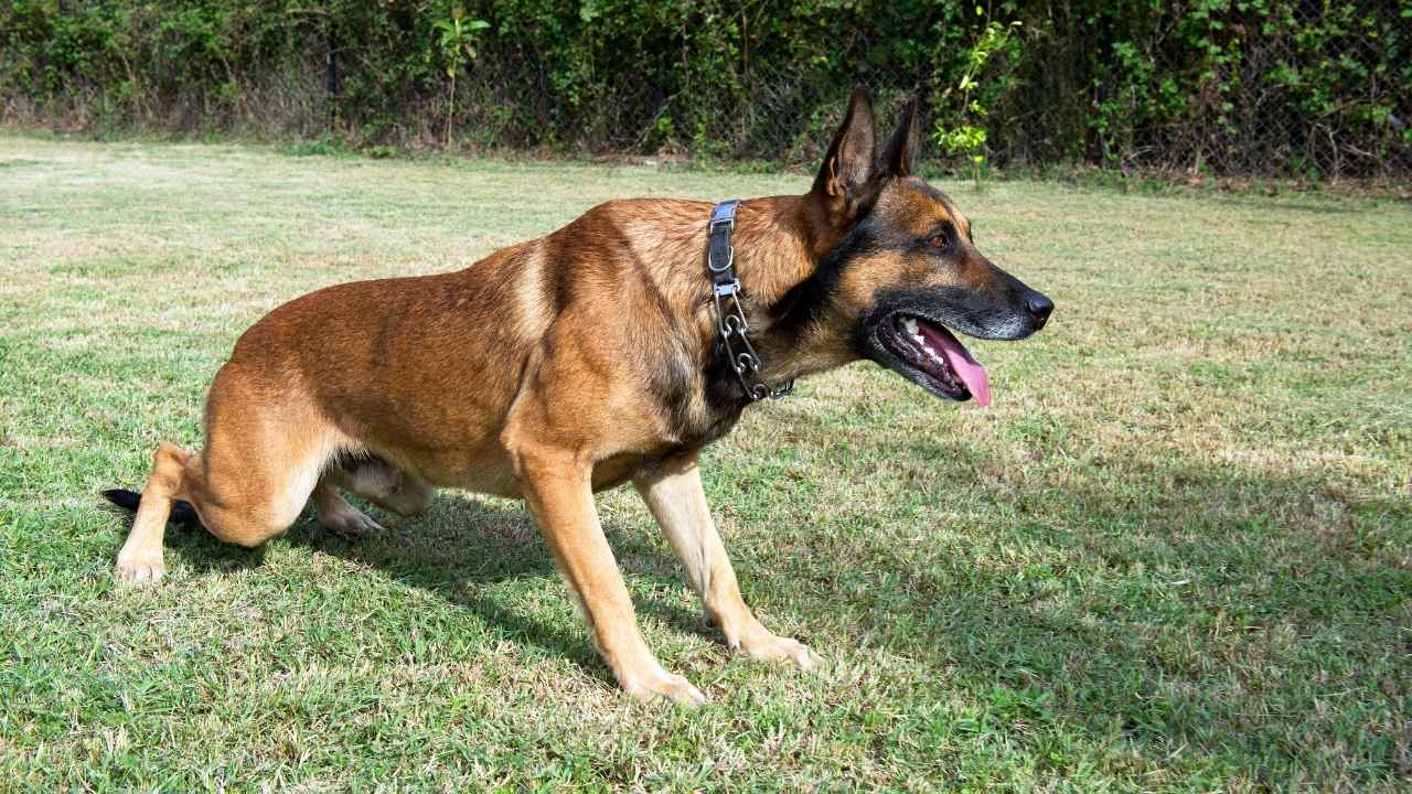 Belgian Malinois