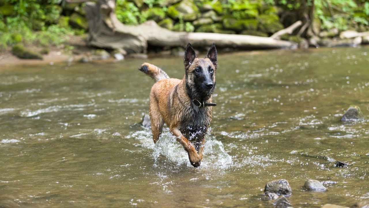 Belgian Malinois