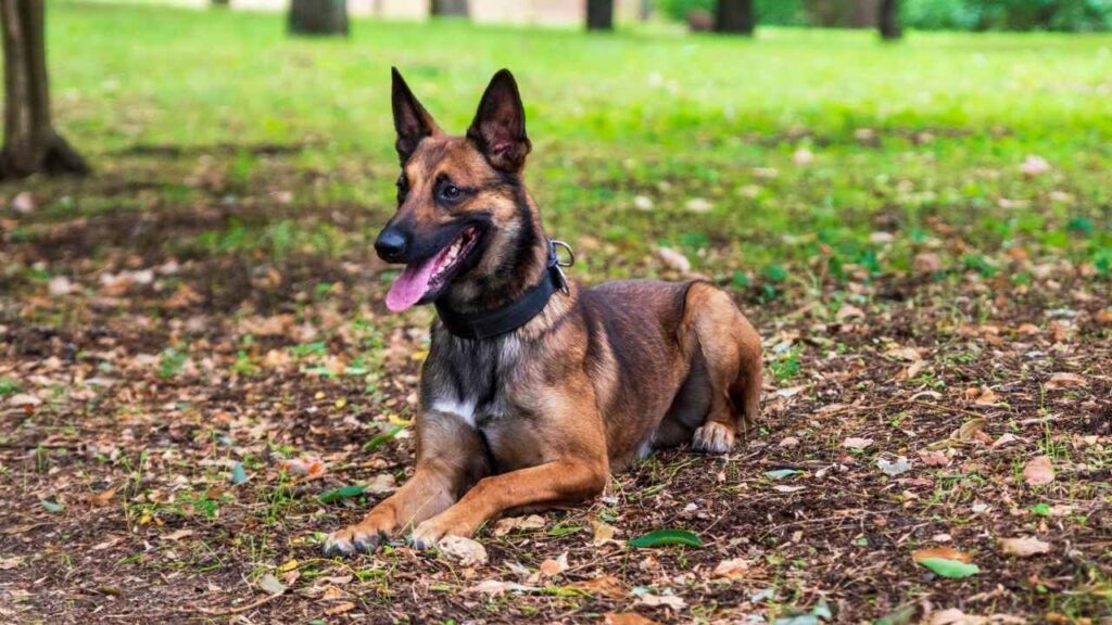 Belgian Malinois