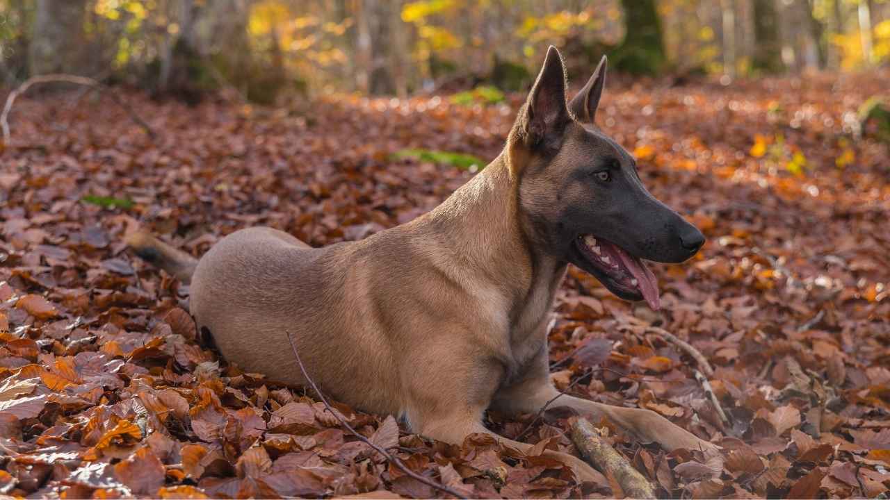 Belgian Malinois