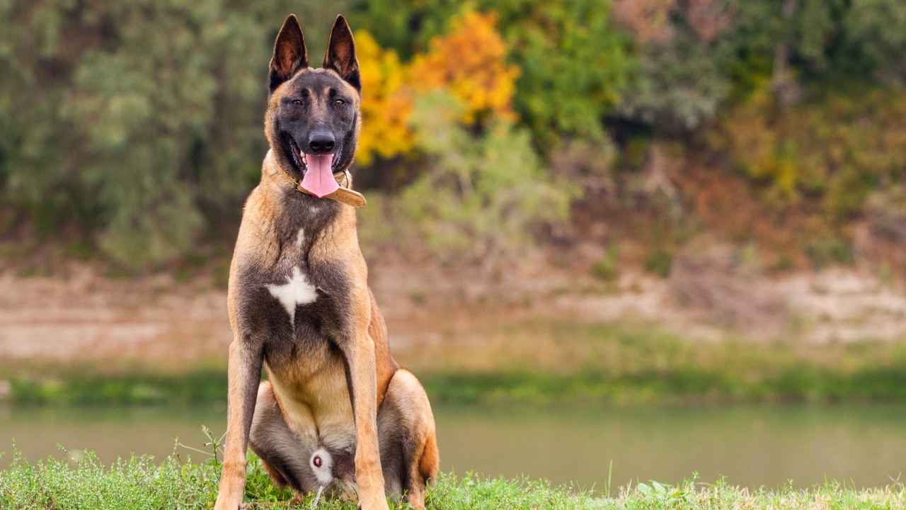 Belgian Malinois