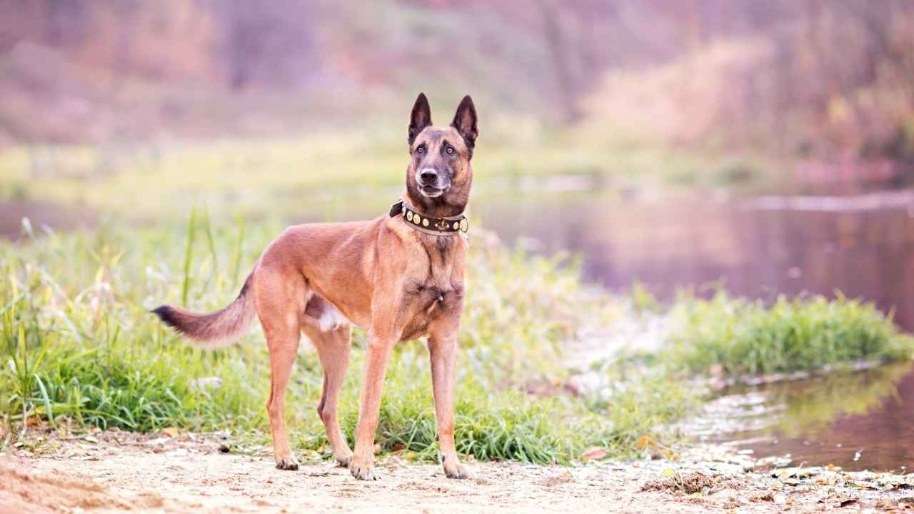 Belgian Malinois