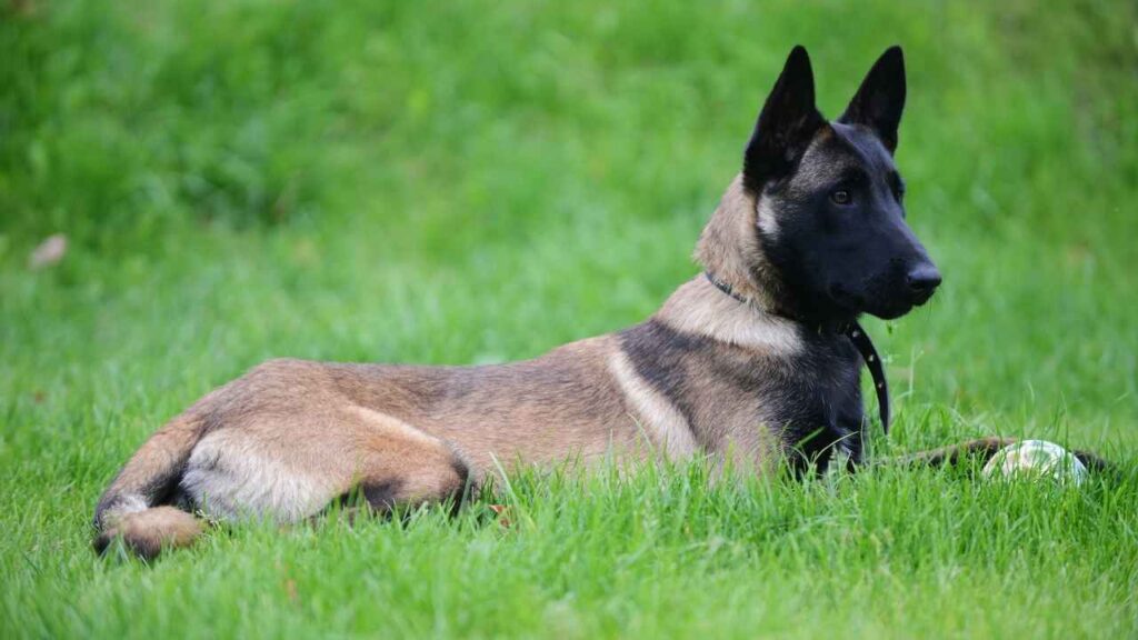 Are Belgian Malinois Good Guard Dogs