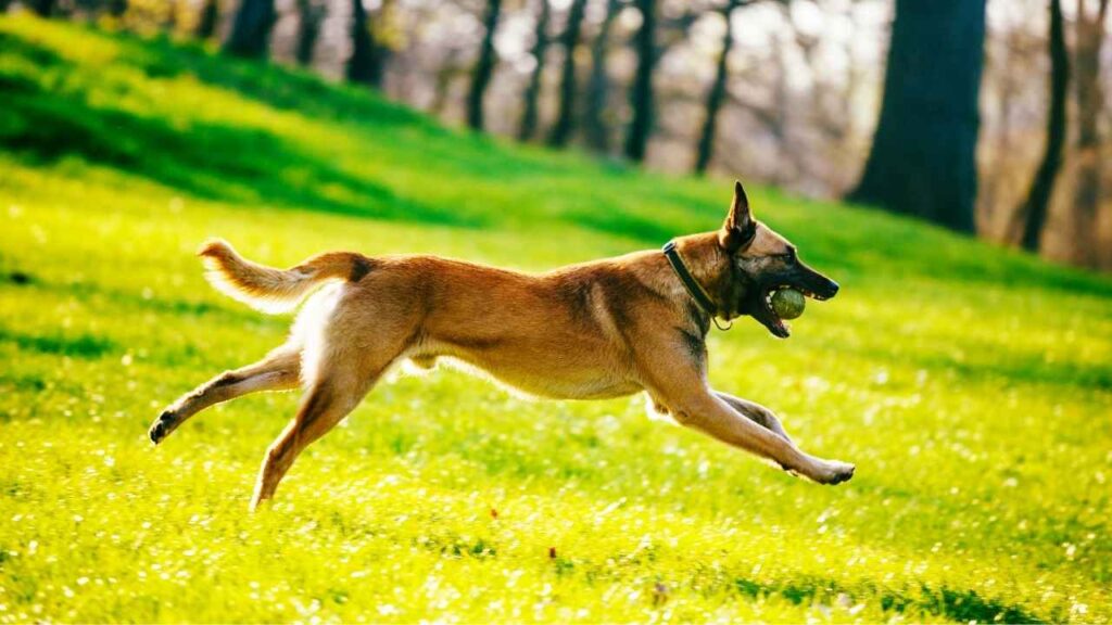 Belgian Malinois apeed