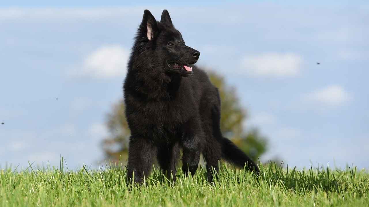 Belgian Sheepdog