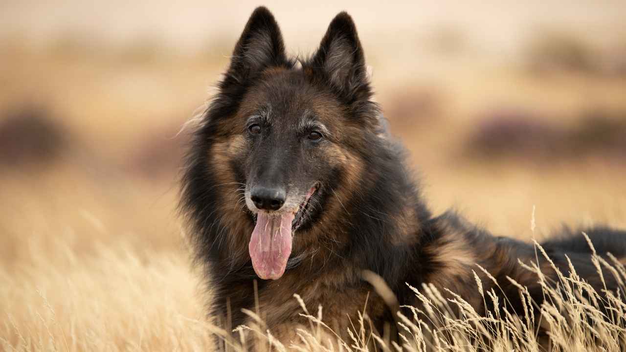 Belgian Tervuren