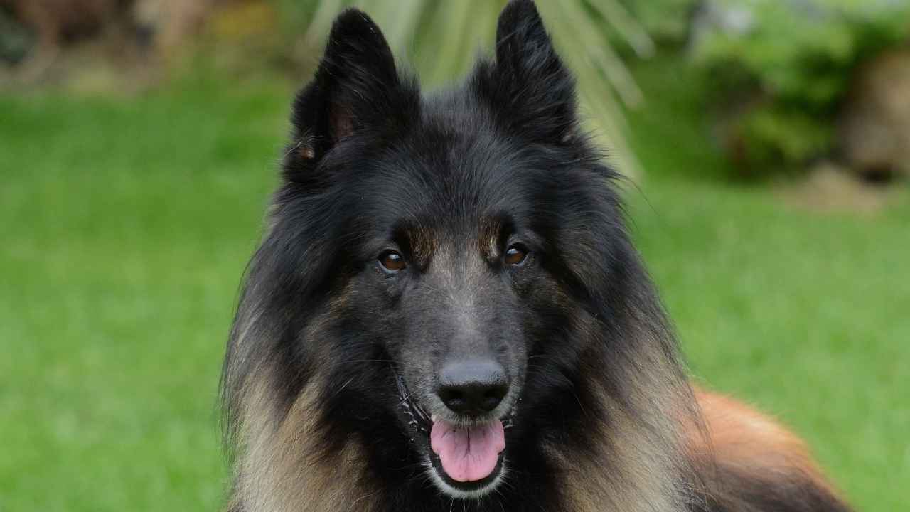 Belgian Tervuren