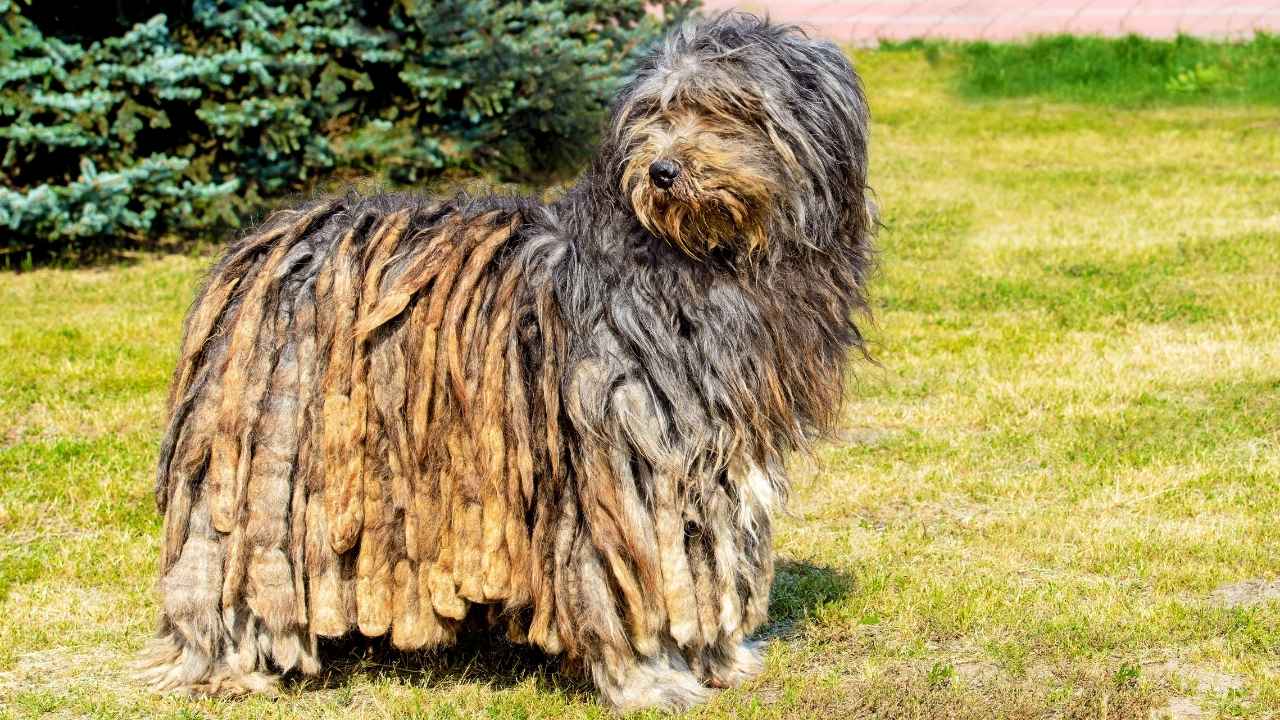 Bergamasco Sheepdog