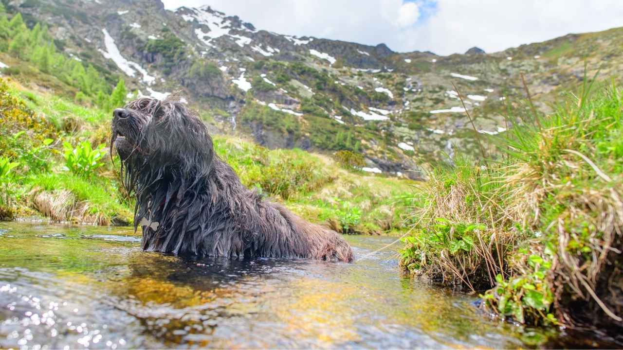 Bergamasco Sheepdog