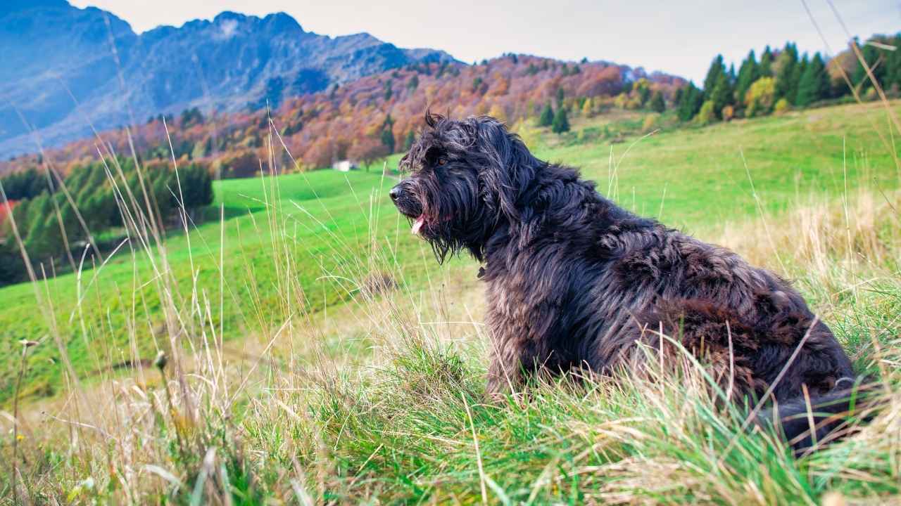 Bergamasco Sheepdog