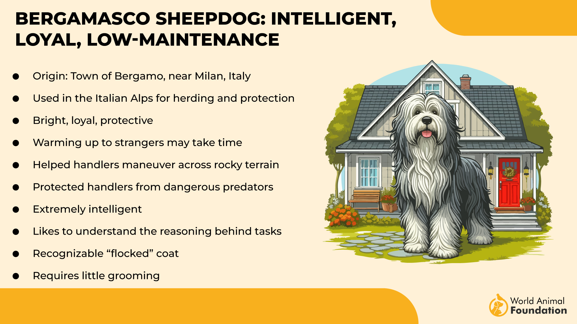 Bergamasco Sheepdog Intelligent, Loyal, Low-Maintenance-01