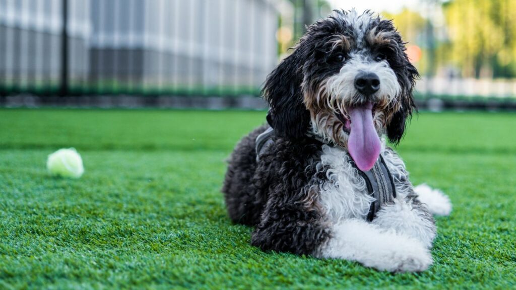 Bernedoodle