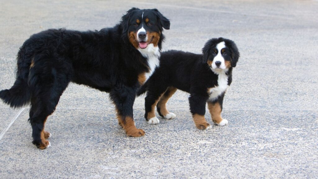 Bernese Mountain