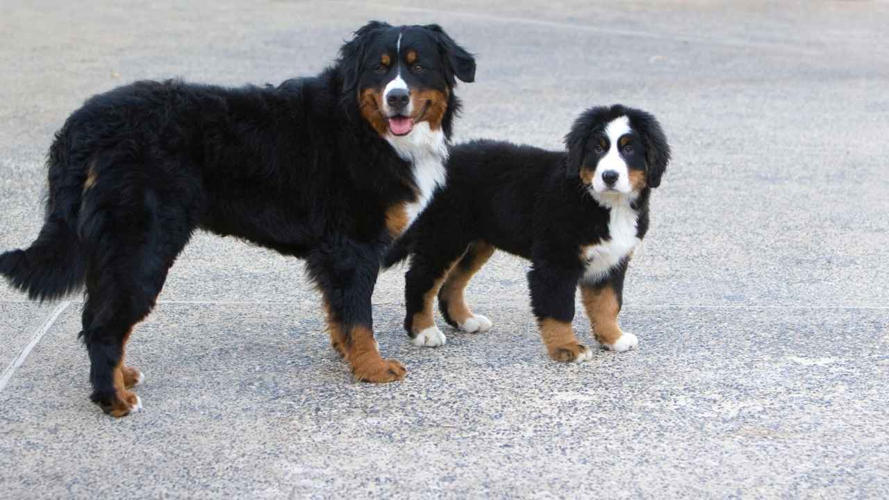 Bernese Mountain Dog