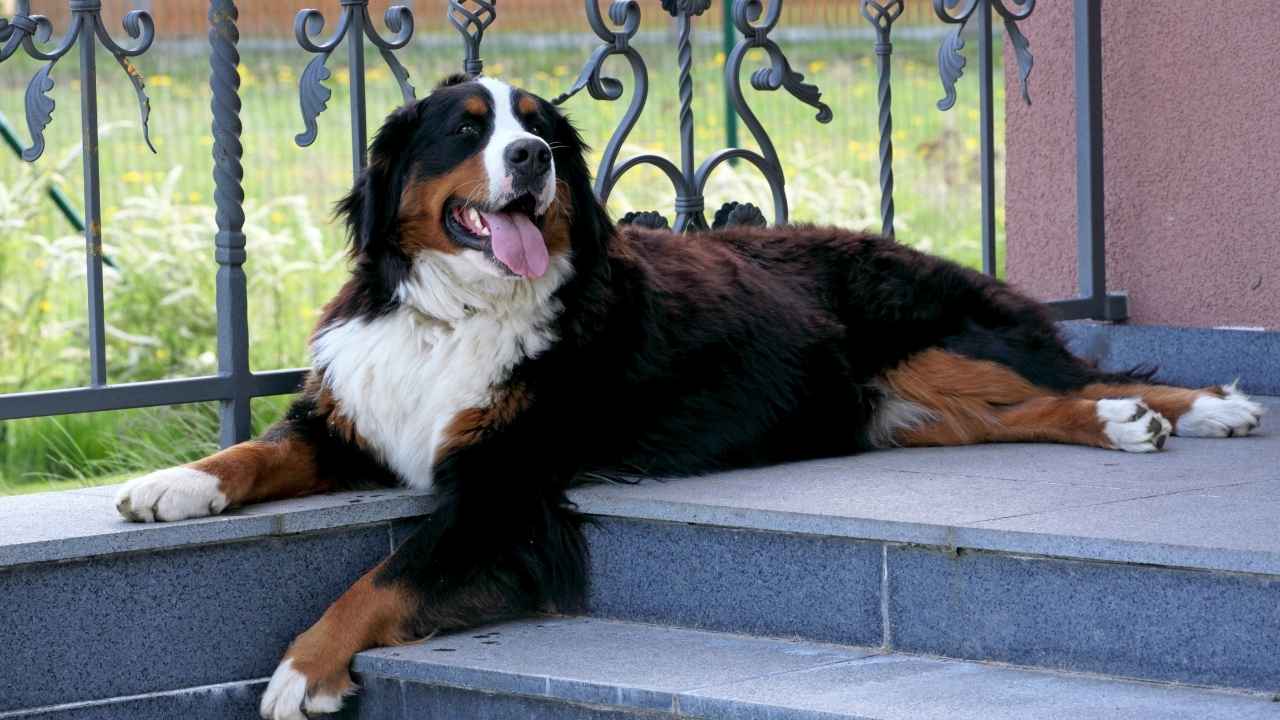 Bernese Mountain Dog