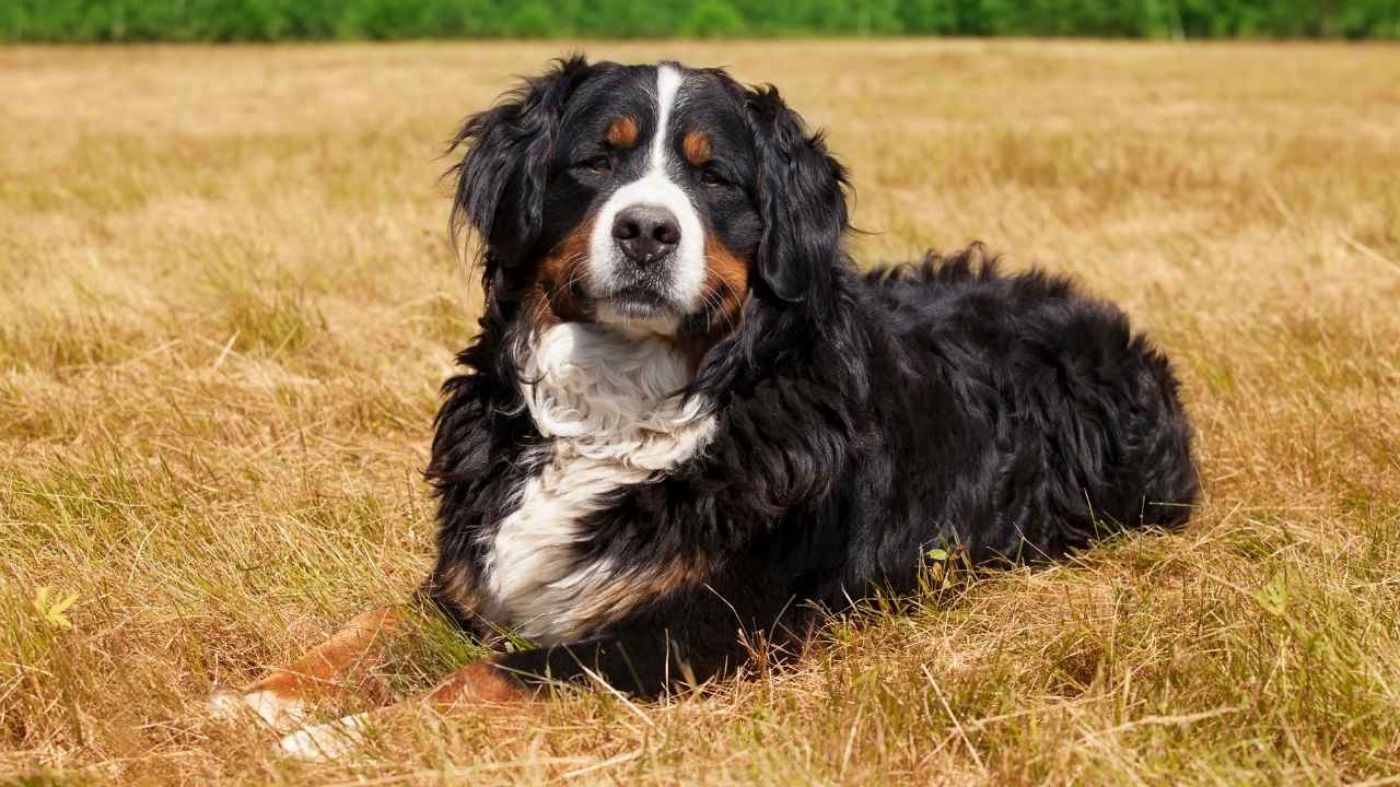 Bernese Mountain Dog