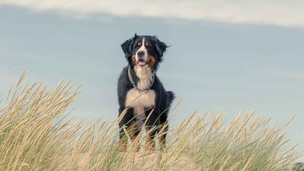 Bernese Mountain Dog