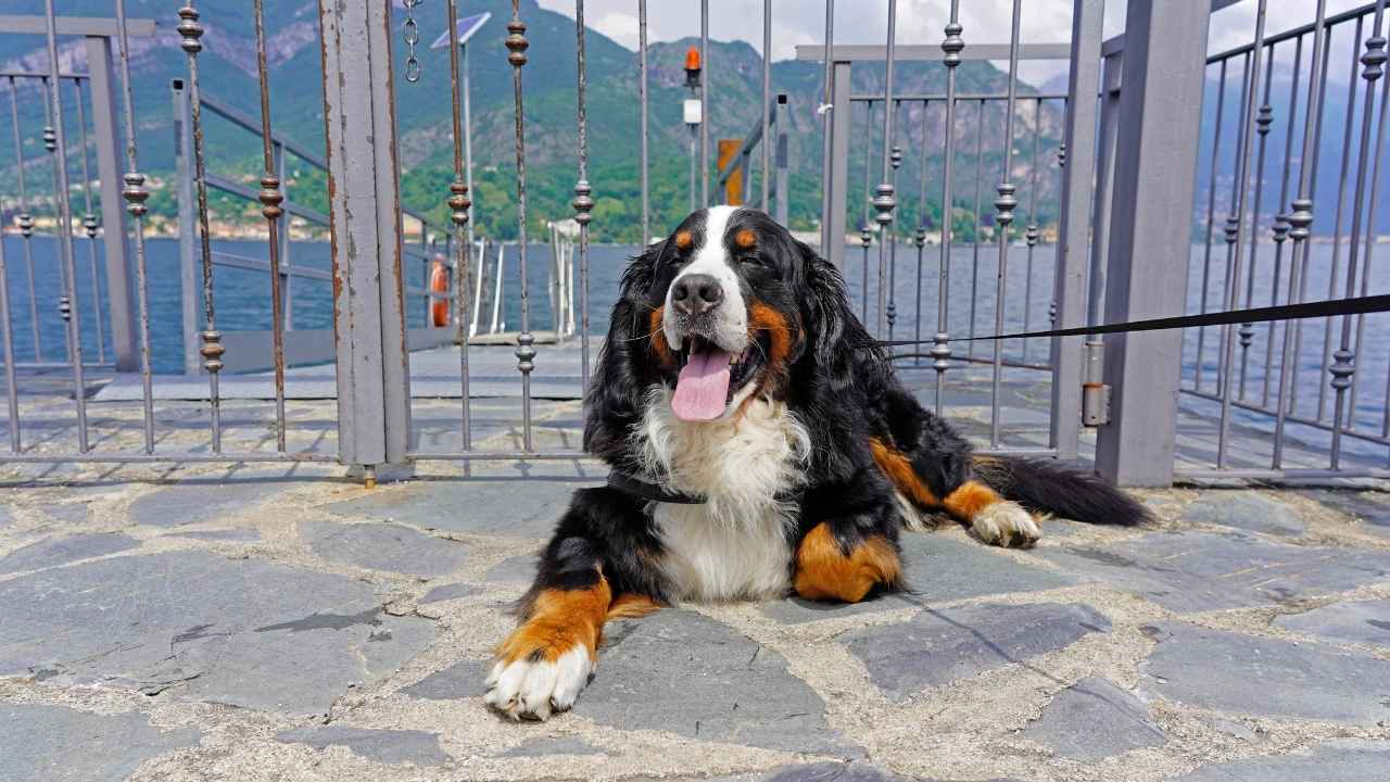 Bernese Mountain Dog