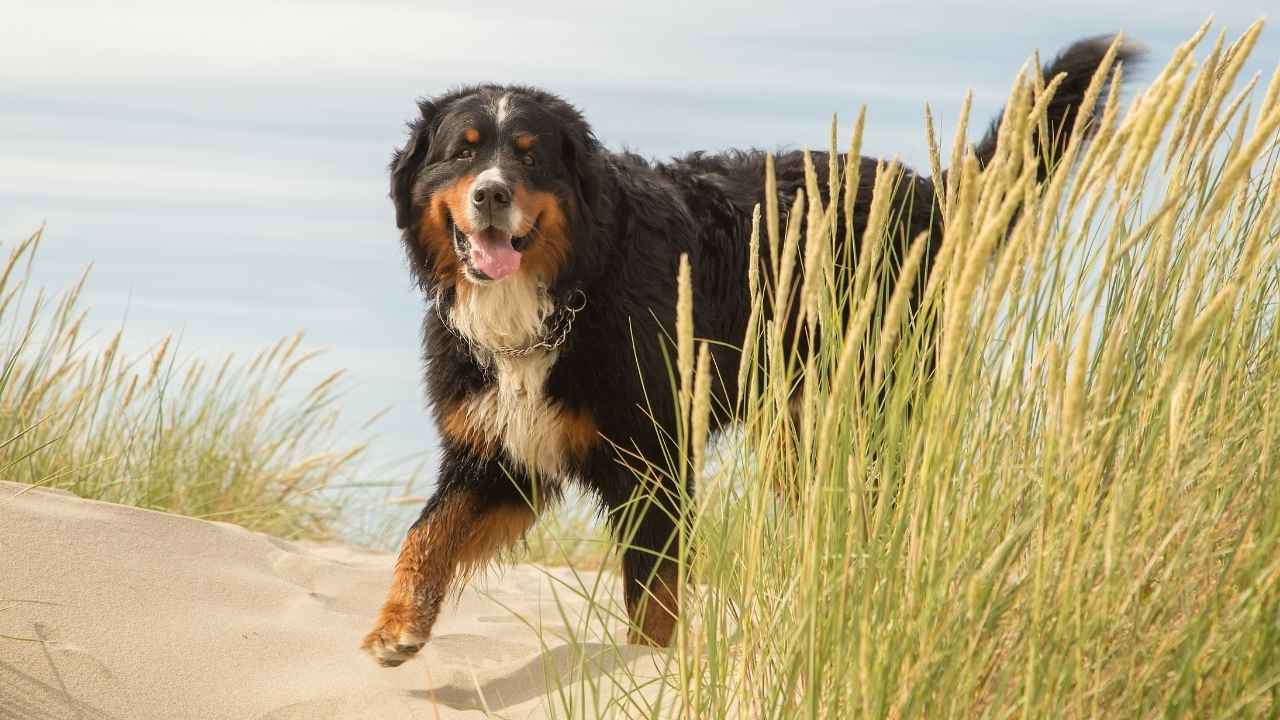 Bernese Mountain Dog