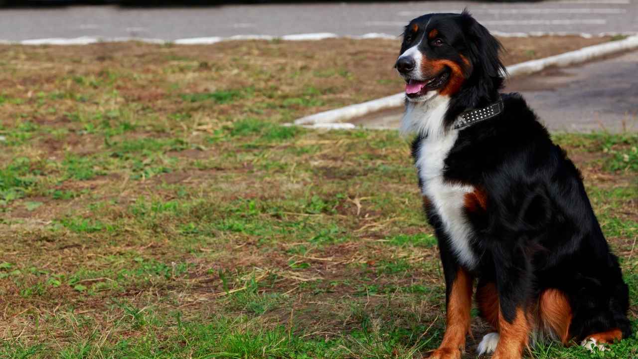 Bernese Mountain Dog