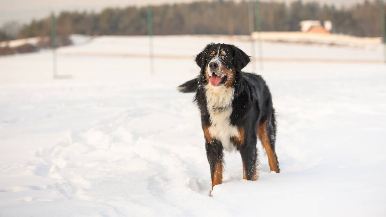 Bernese Mountain Dog