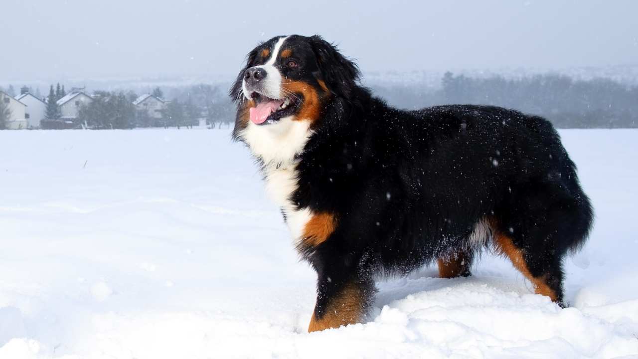 Bernese Mountain Dog