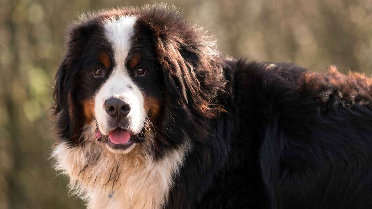 Bernese Mountain Dog