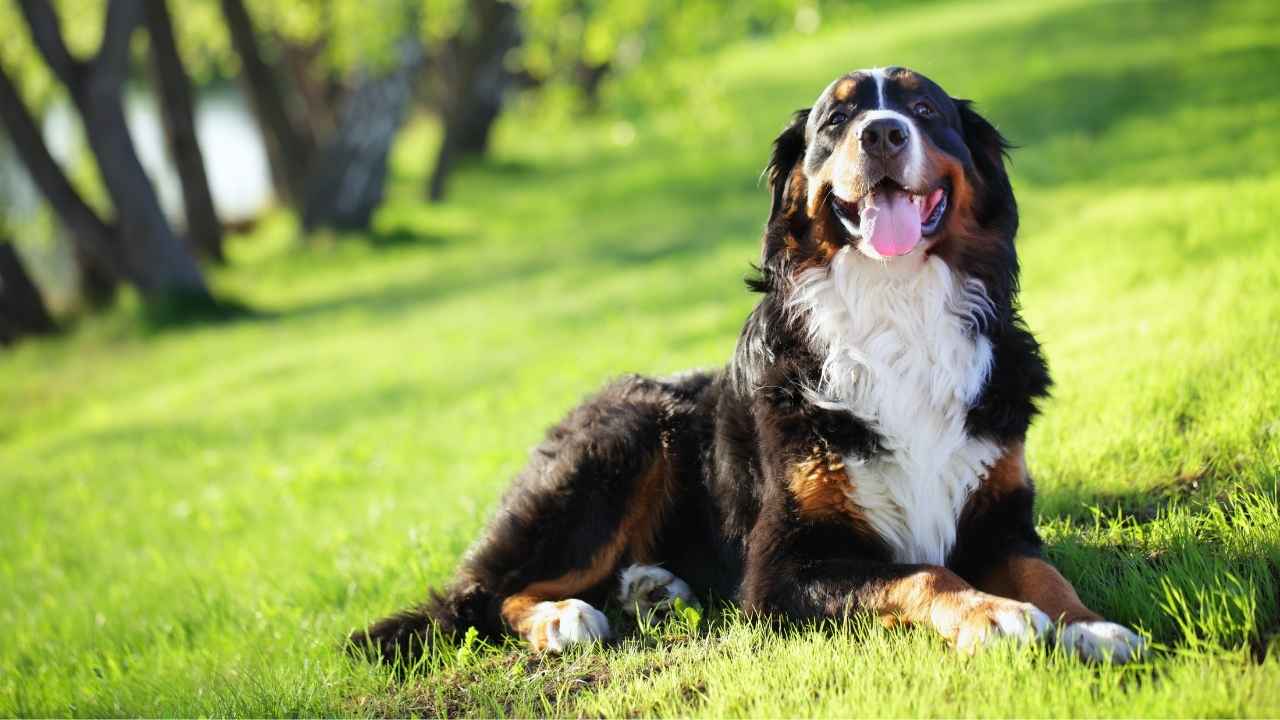 Bernese Mountain Dog