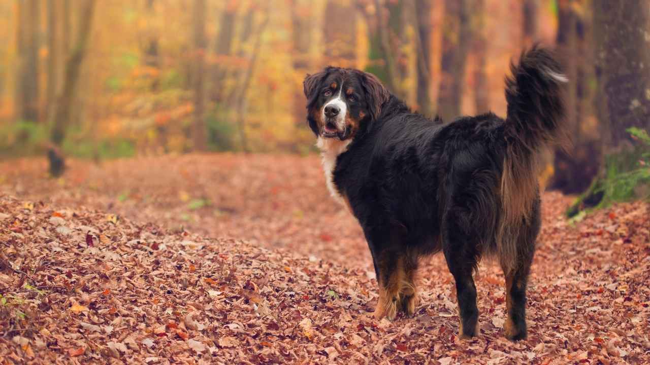 Bernese Mountain Dog