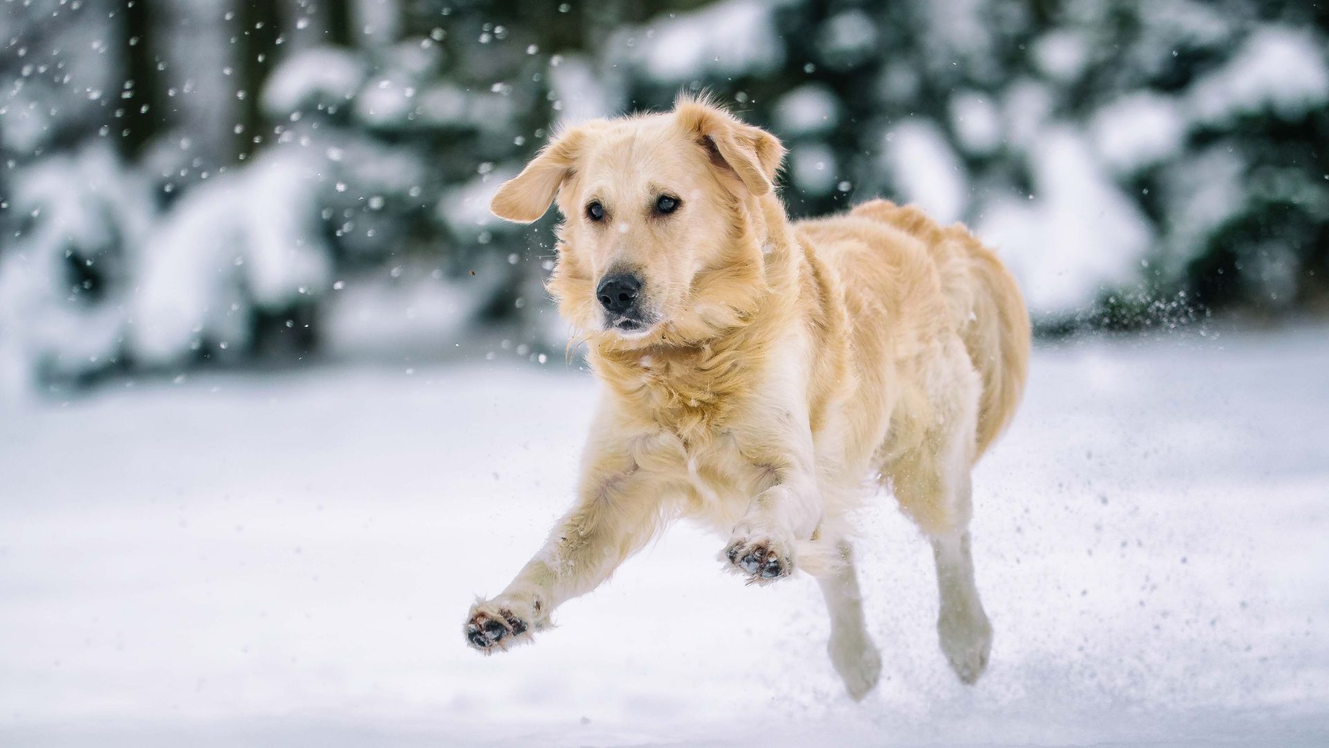 Best Dog Breeds for Cold Weather Climates