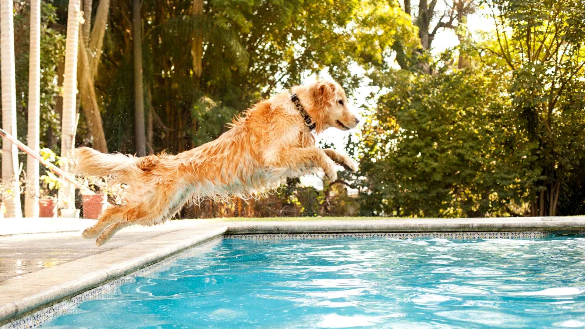 Best Dog Breeds for Swimming and Water Activities