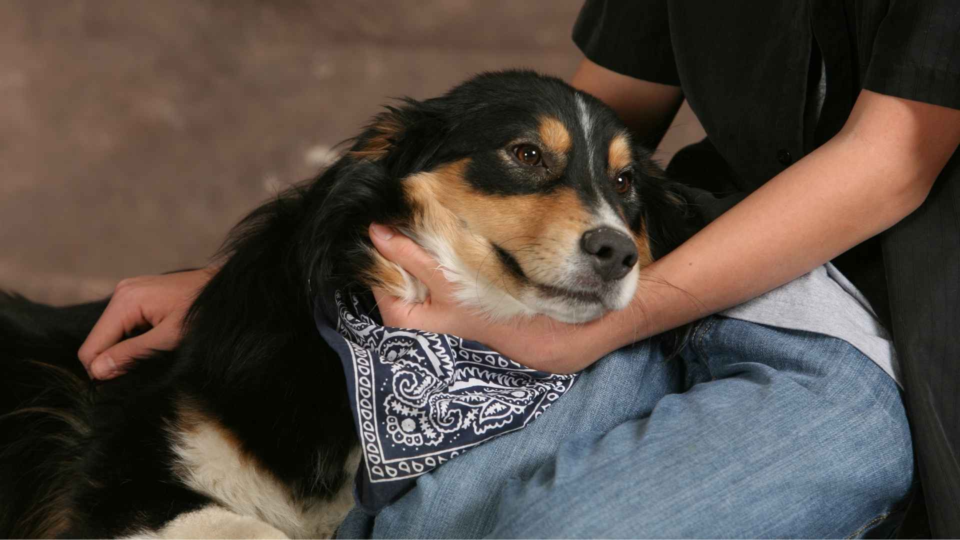 Best Dog Breeds for Therapy and Emotional Support