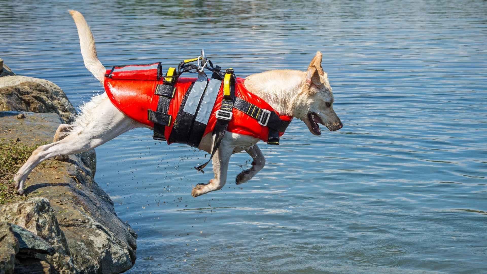 Best Dog Breeds for Water Rescue Work