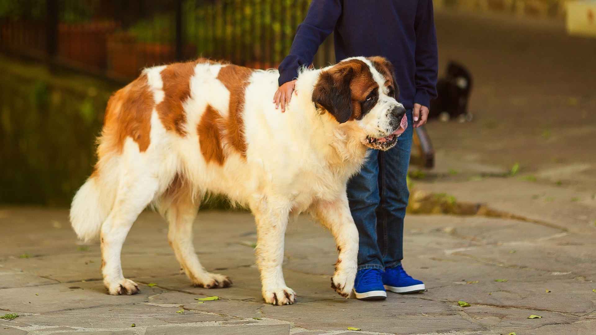 Best Giant Dog Breeds for Kids