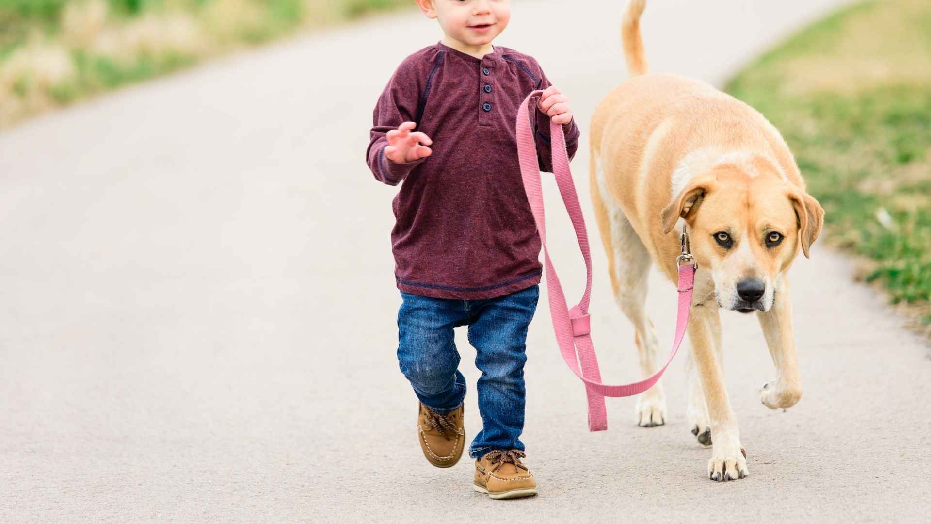 Best Giant Guard Dog Breeds for Kids