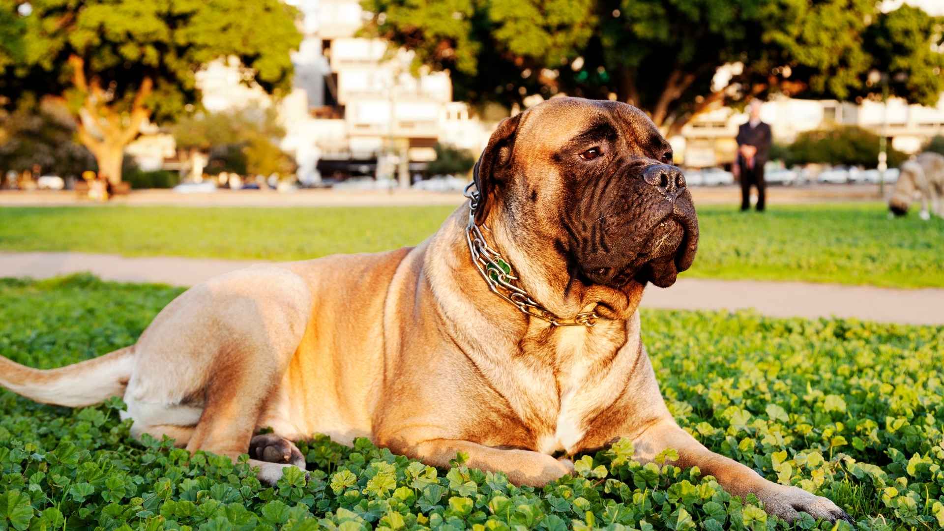 Best Guard Dog Breeds to Guard Your Family