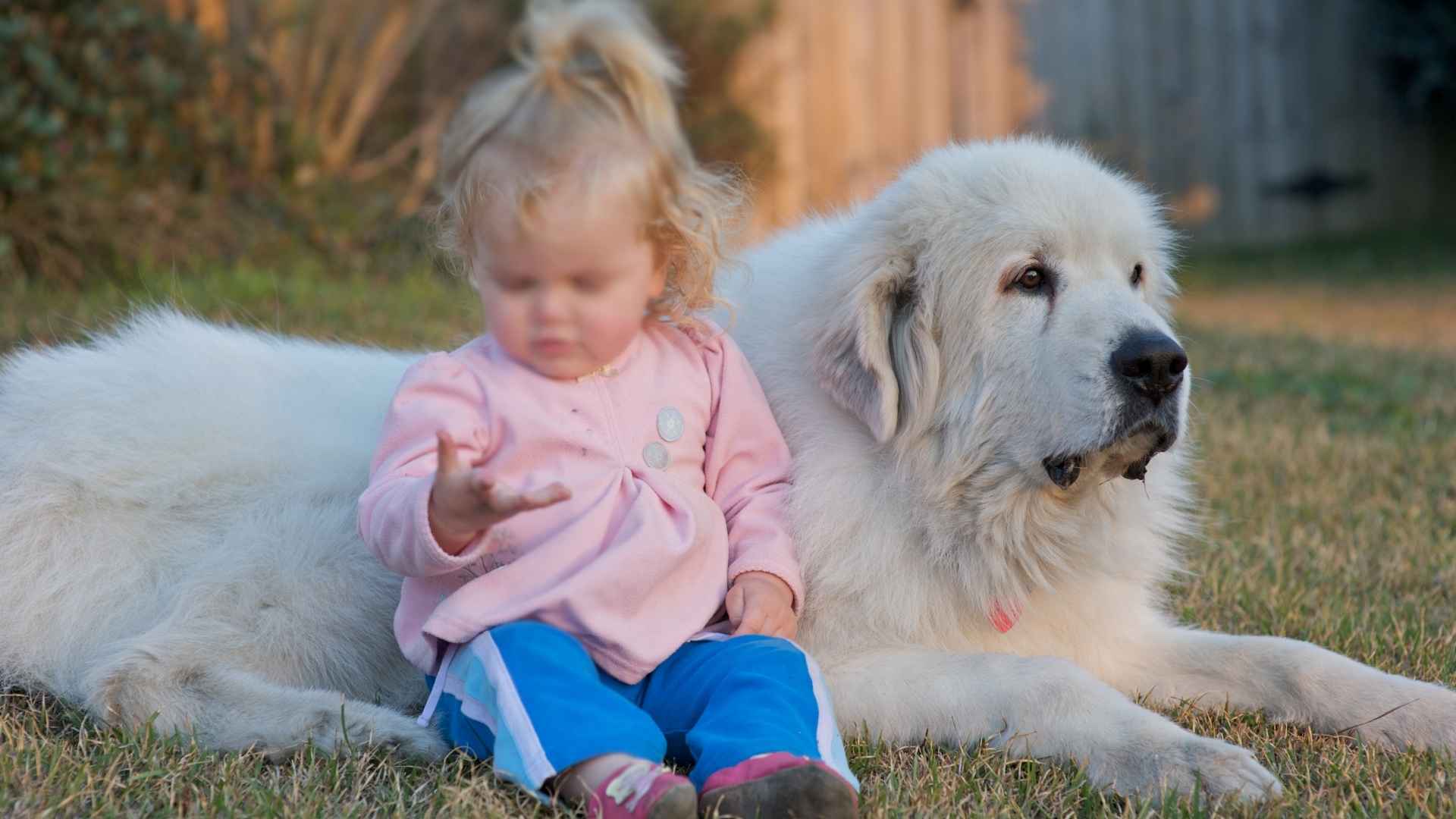 Best Guard Dogs for Families with Kids