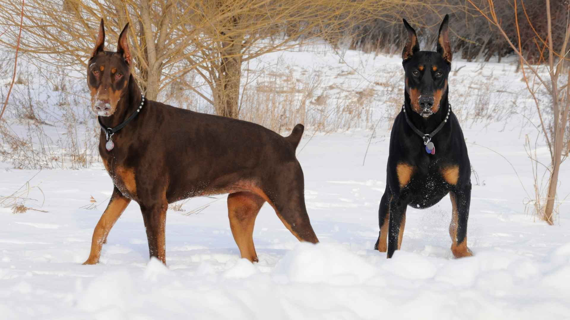 Best Guard Dogs for Winter That Offer Maximum Protection