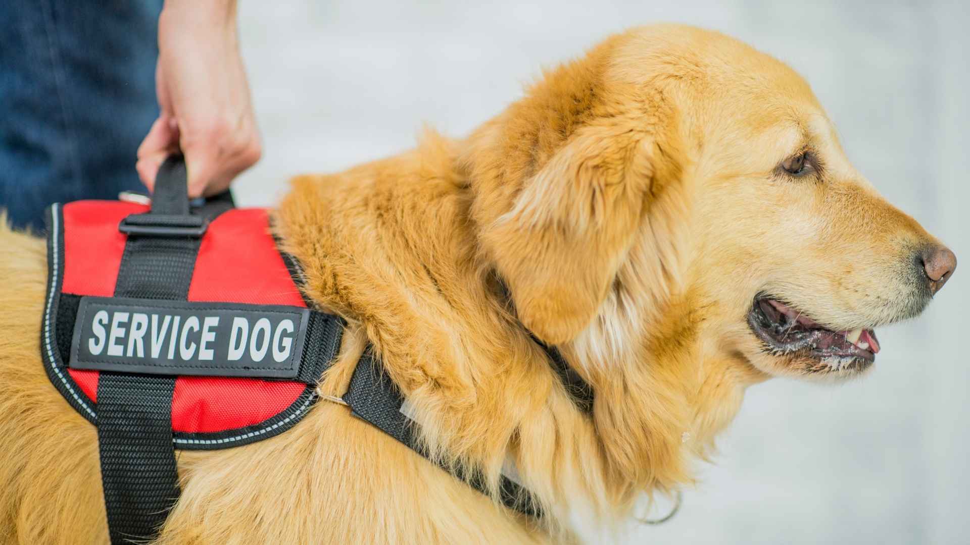 Best Service Dog Breeds for