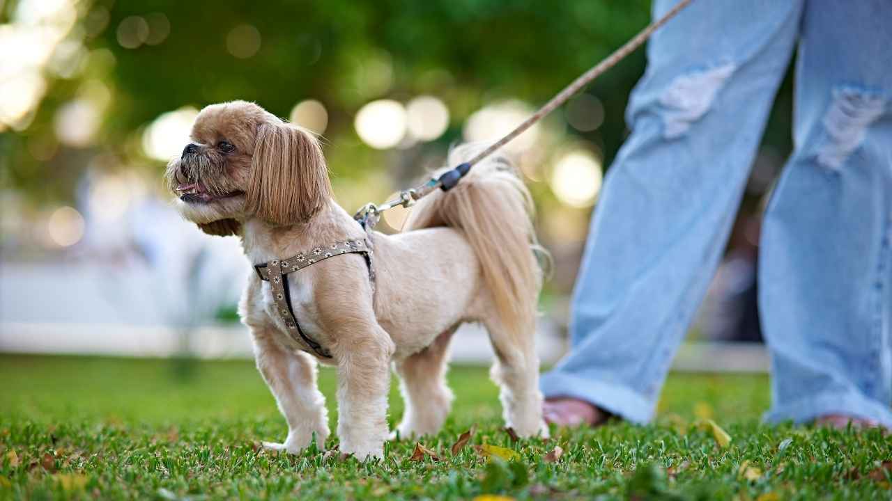 Best Small Dog Breeds for Beginners