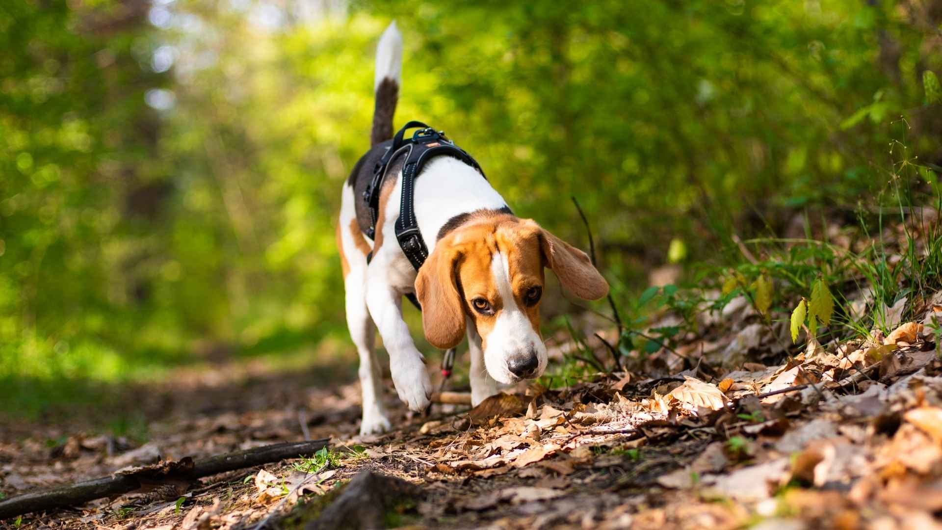 Best Sniffing Dog Breeds for Tracking