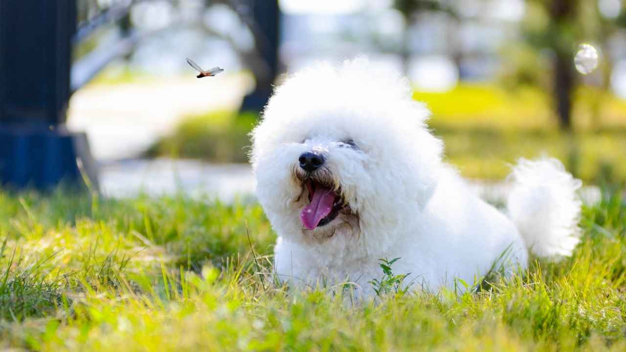 Bichon Frise