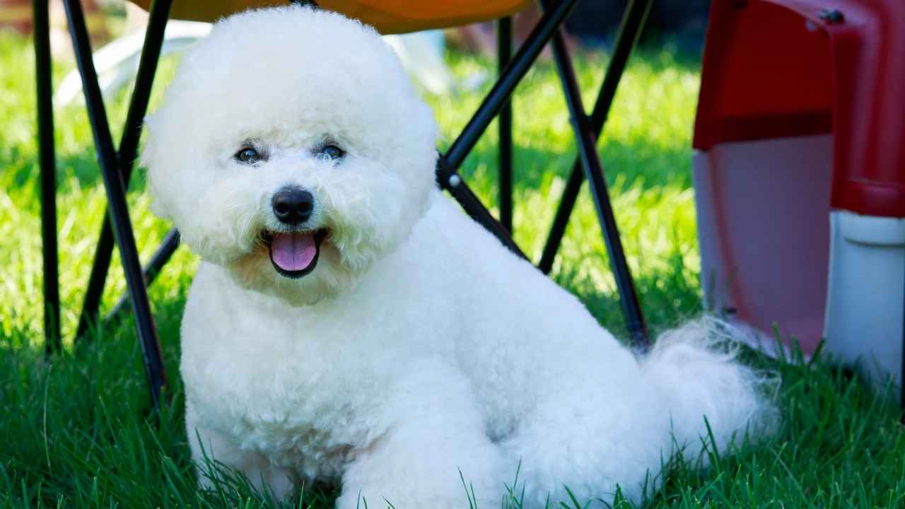 Bichon Frise