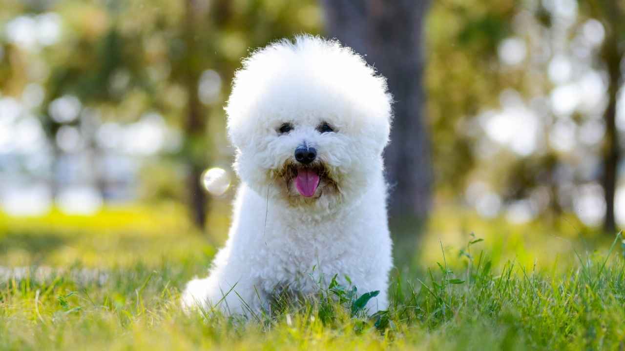 Bichon Frise