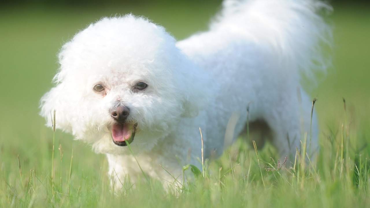 Bichon Frise