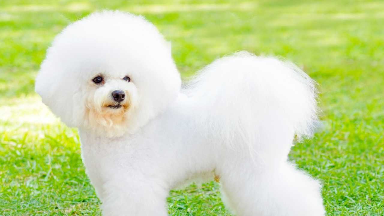 Bichon Frise