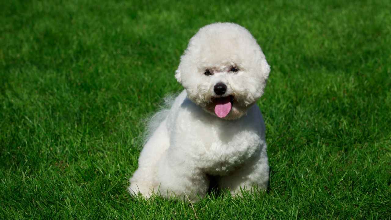 Bichon Frise