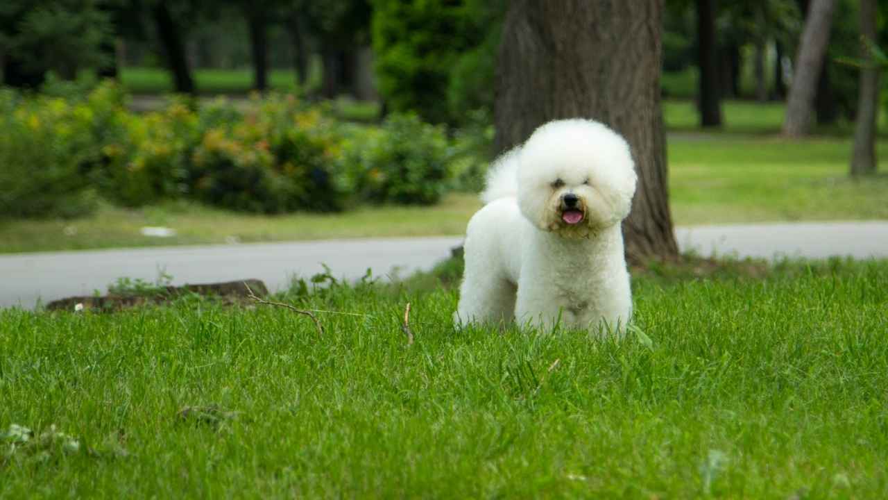 Bichon Frise